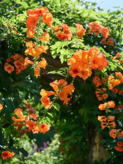 Bignone – Campsis Radicans