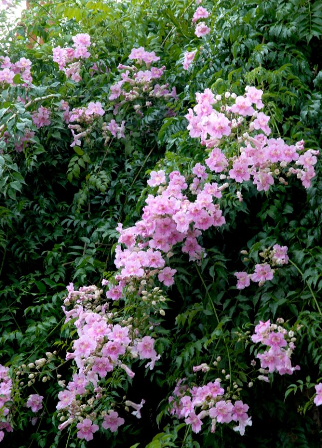 Bignone – Campsis Radicans – Image 2