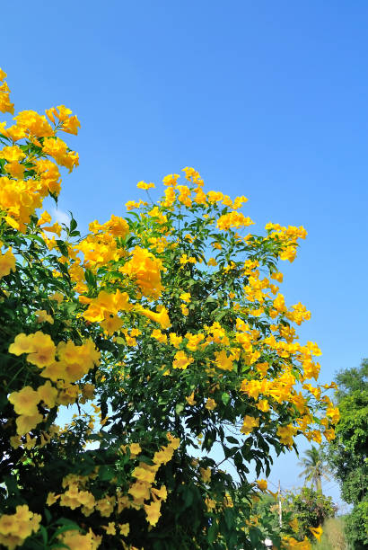 Bignone – Campsis Radicans – Image 3