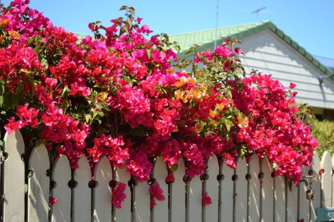 Bougainvillier – Bougainvilliea (Grand) – Image 4