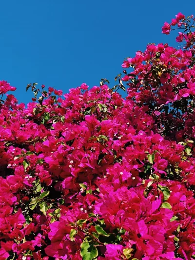 Bougainvillier – Bougainvilliea (Grand)