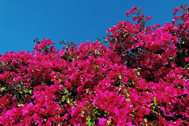 Bougainvillier – Bougainvilliea (Grand)