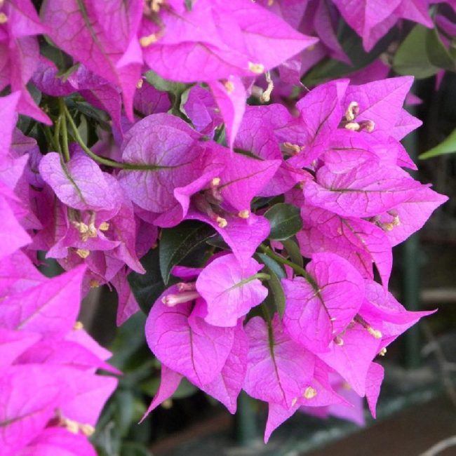 Bougainvillier – Bougainvilliea – Image 5