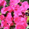 Image Bougainvillier