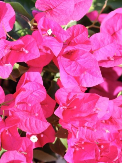 Image Bougainvillier