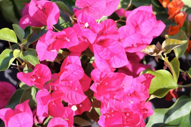 Image Bougainvillier