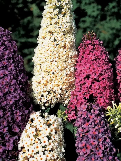 Arbre à Papillons – Buddleia (Mix)