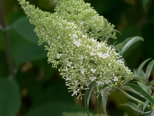 Arbre à Papillons – Buddleia (Mix) – Image 4