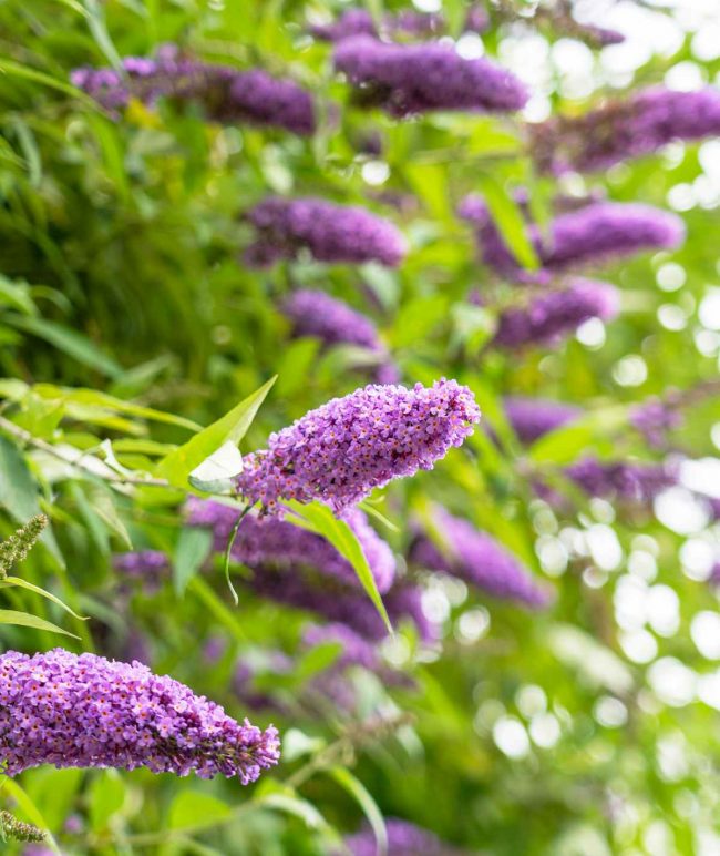 Arbre à Papillons – Buddleia (Mix) – Image 3
