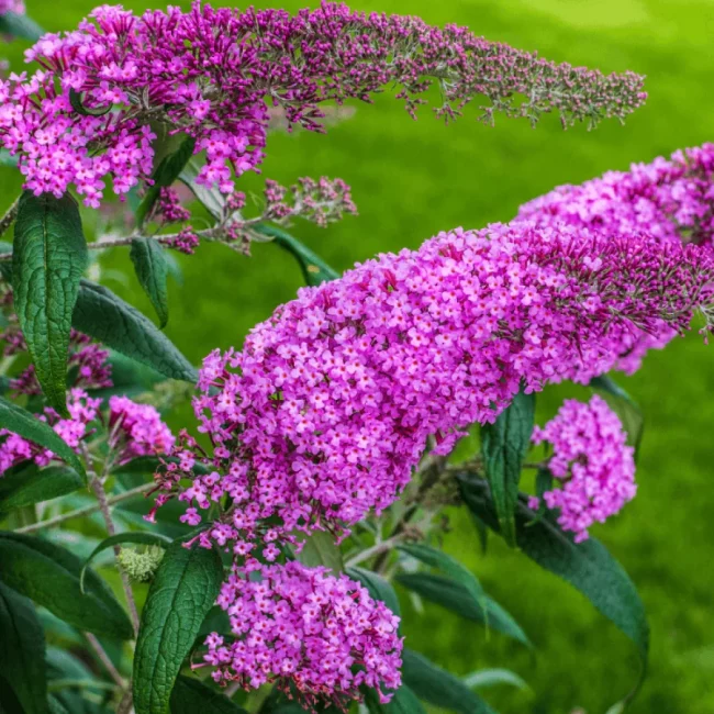 Arbre à Papillons – Buddleia (Mix) – Image 2
