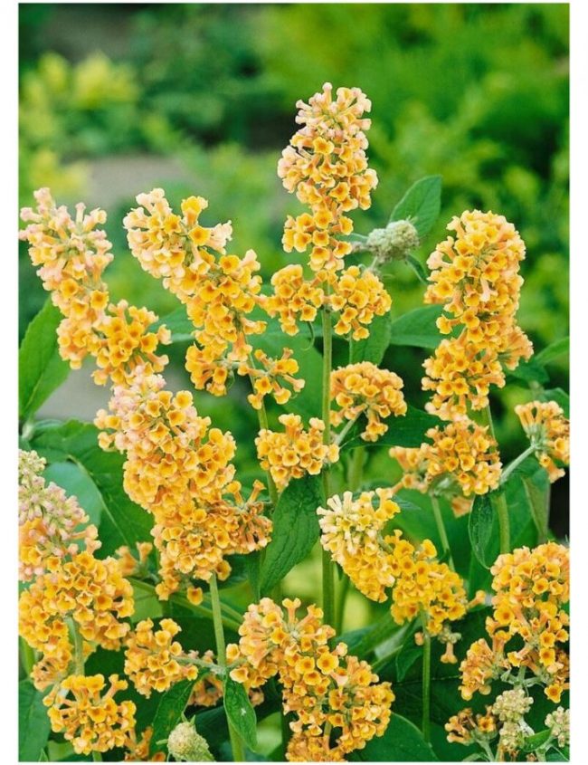 Arbre à Papillons – Buddleia (Mix) – Image 5