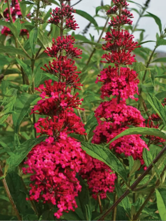 Arbre à Papillons – Buddleia (Mix) – Image 6
