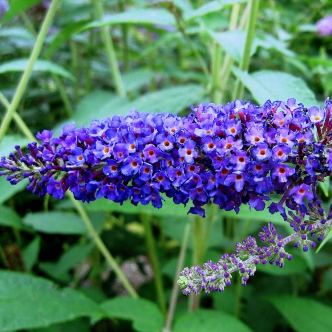 Arbre à Papillons – Buddleia (Mix) – Image 7