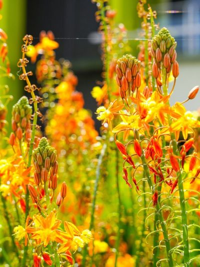 Bulbine – Bulbinella