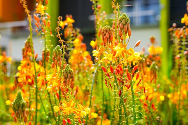 Bulbine – Bulbinella