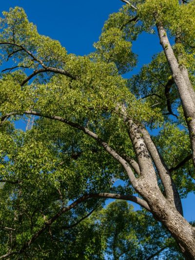 Camphrier – Cinnamomum Camphora (Jeune)