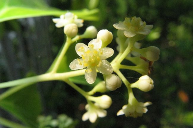 Camphrier – Cinnamomum Camphora (Jeune) – Image 3