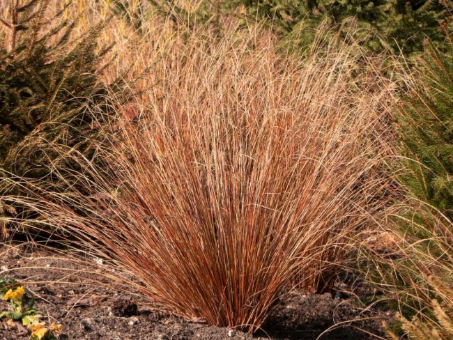 Carex Buchananii – Graminée – Image 2