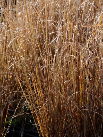 Carex Buchananii – Graminée