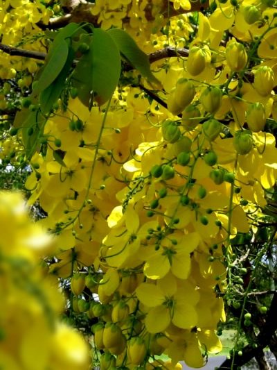 Cassia Floribunda