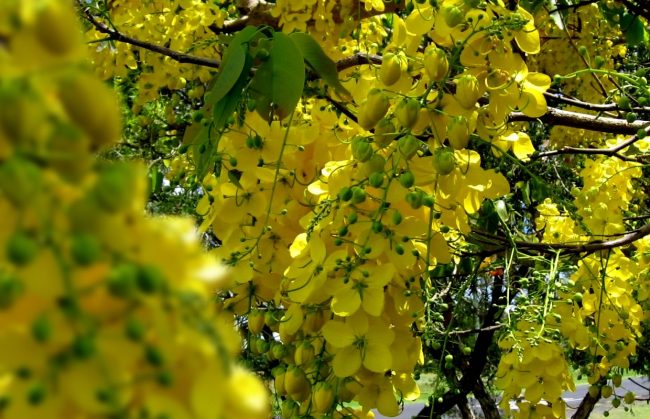 Cassia Floribunda
