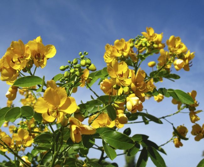 Cassia Floribunda – Image 3