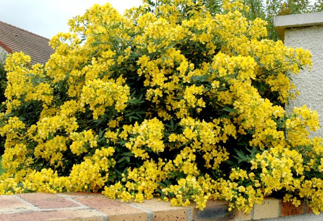 Cassia Floribunda – Image 4