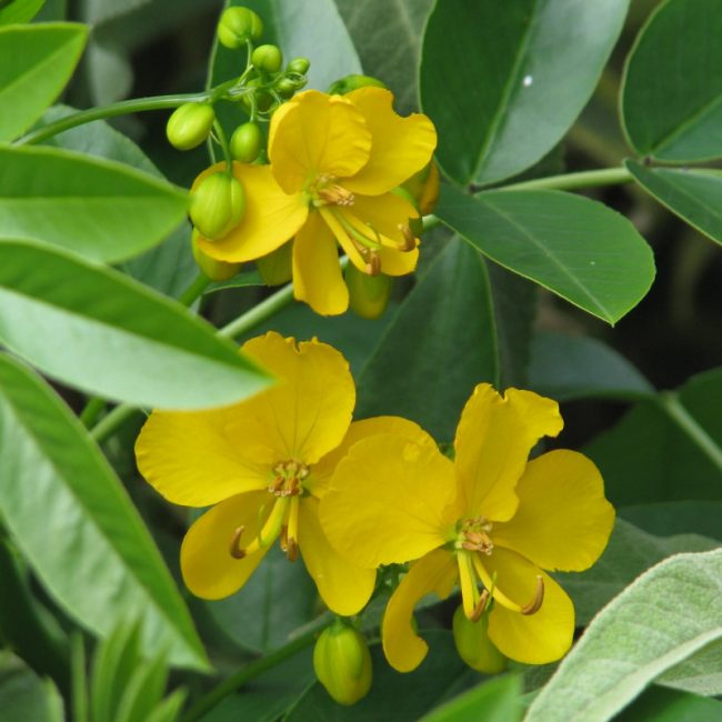 Cassia Floribunda – Image 2