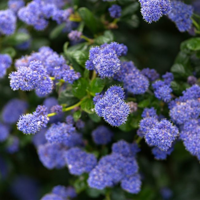 Lilas de Californie – Céanothe (Variétés) – Image 2
