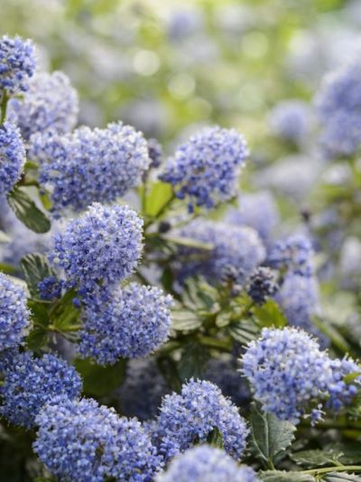 Lilas de Californie – Céanothe (Variétés)