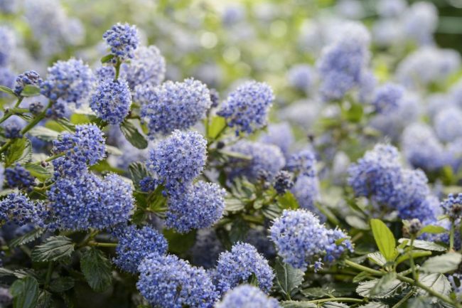 Lilas de Californie – Céanothe (Variétés)