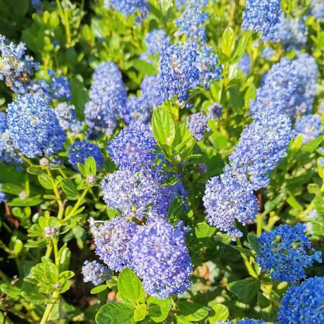 Lilas de Californie – Céanothe (Variétés) – Image 3