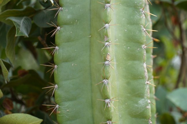 Cereus Jamacaru Bol – Image 3