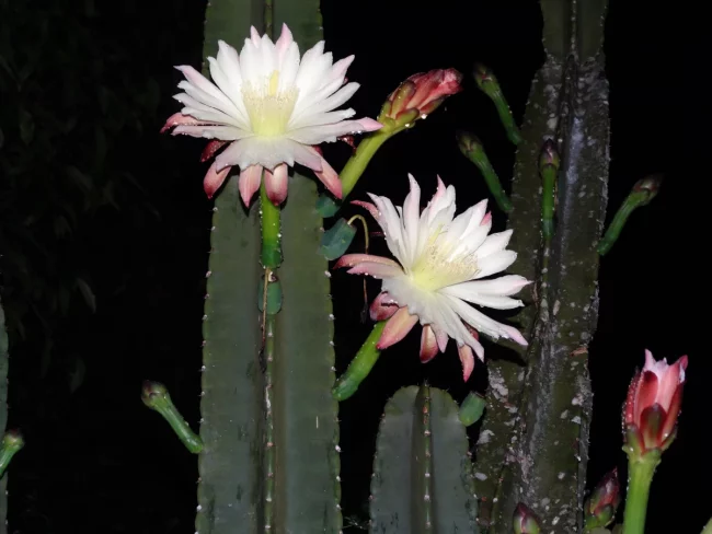 Cereus Jamacaru Bol – Image 2
