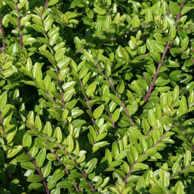 Chamaecerasus Nitida – Image 3