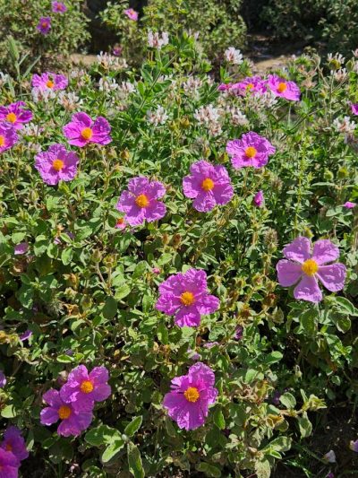 Ciste - Cistus (Variétés)