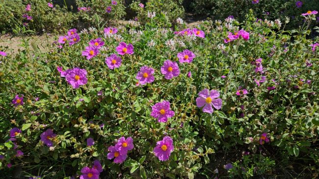 Ciste - Cistus (Variétés)