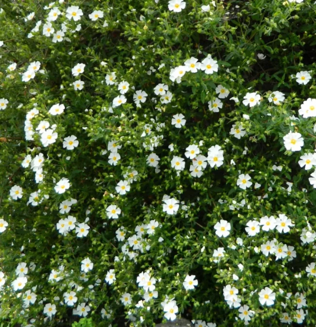 Ciste - Cistus (Variétés) – Image 2