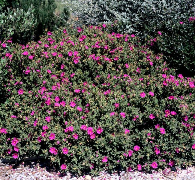 Ciste - Cistus (Variétés) – Image 5