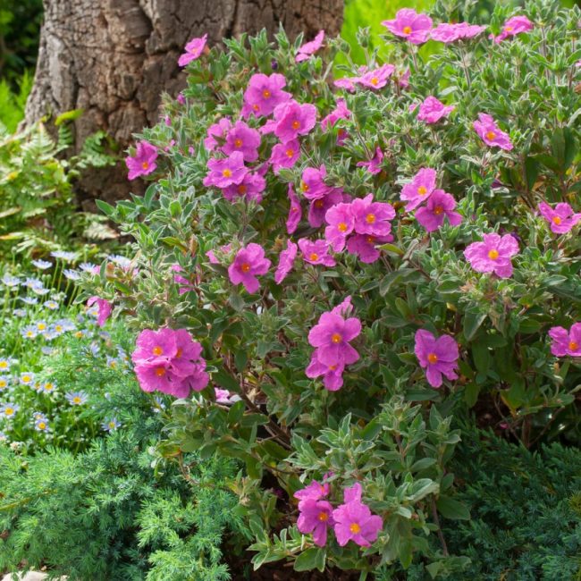 Ciste - Cistus (Variétés) – Image 3