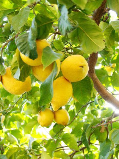 Citronnier '4 Saisons'