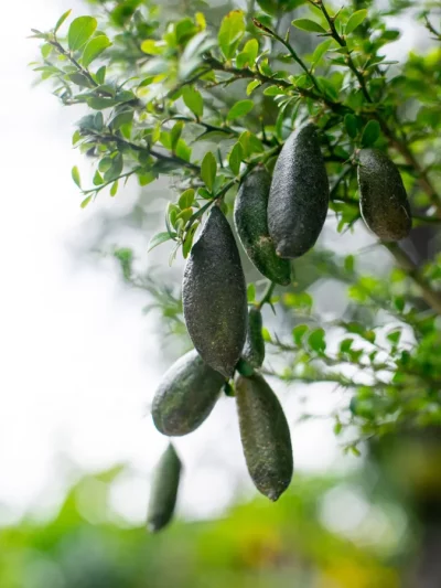 Citronnier 'Caviar'