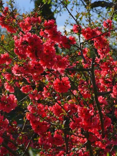 Cognassier Du Japon – Chaenomeles Japonica