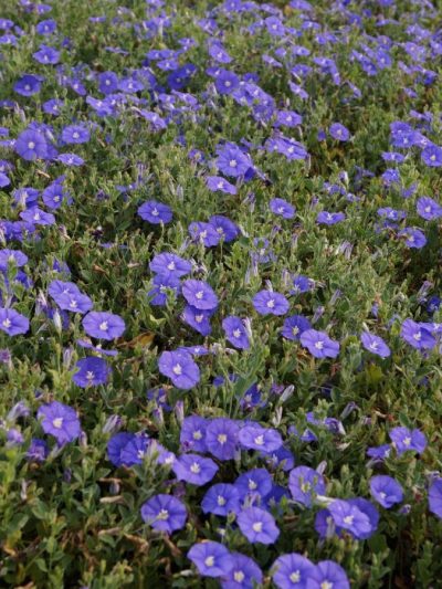 Convolvulus