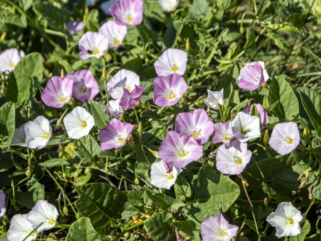 Convolvulus – Image 5