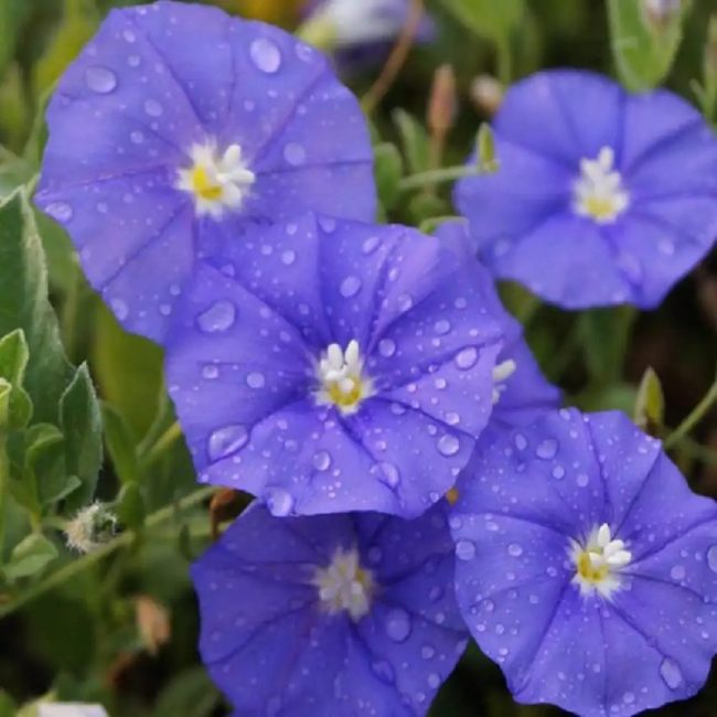 Convolvulus – Image 3