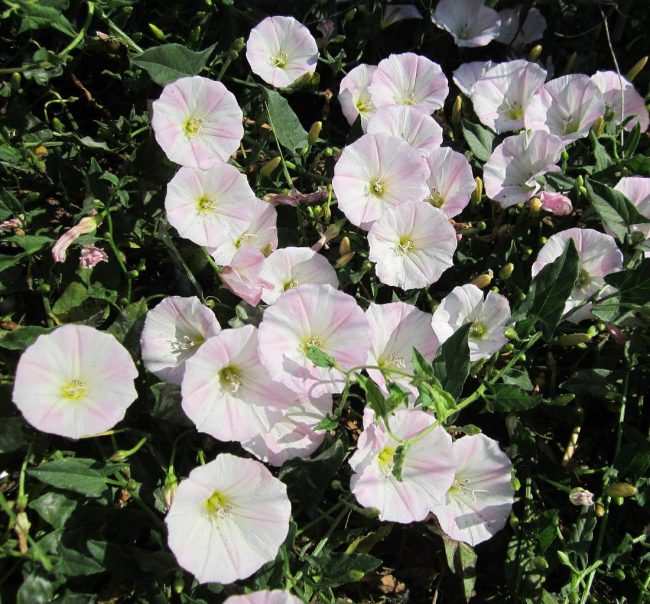 Convolvulus – Image 4