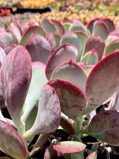 Cotyledon Orbiculata 'Karoo'