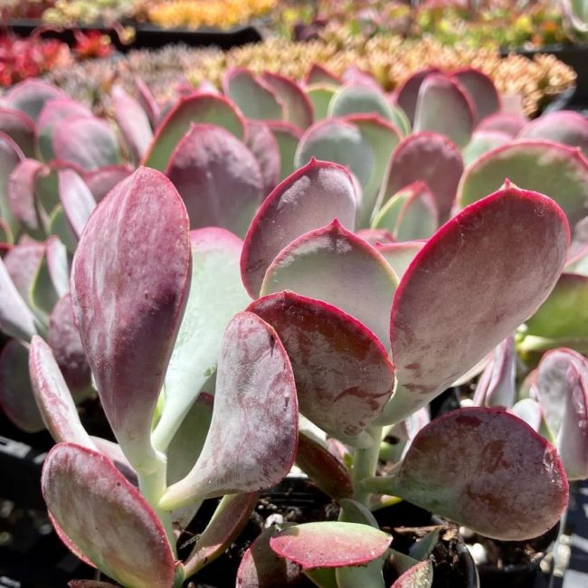 Cotyledon Orbiculata 'Karoo'