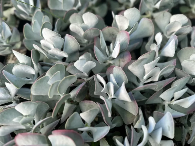 Cotyledon Orbiculata 'Karoo' – Image 3